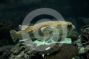 Spot-fin porcupinefish, spotted porcupinefish, black-spotted porcupinefish, porcupinefish Diodon hystrix.