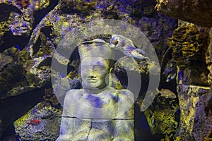 Spot-fin porcupinefish swimming near a ruin underwater photo