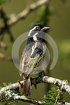 Spot-flanked barbet perches on branch eyeing camera