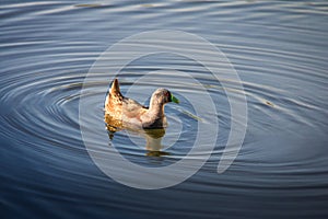 Spot-flanked gallinule bird at Sausalito Lagoon Park - Vina del Mar, Chile