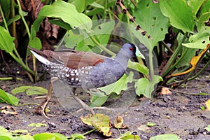 Spot-flanked Gallinule Porphyriops melanops, isolated, walking amidst vegetation. photo