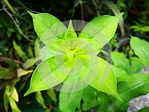 Spot focusing on forth green leave-buds by 4 leaves in each level. Symmetry concept