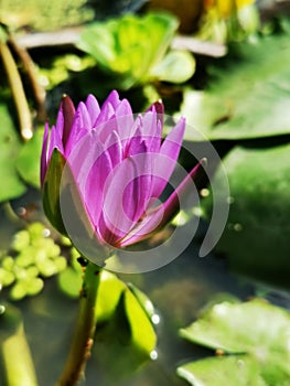 Spot focusing on petals of Violet lotus blooming under sunlight with water plants background