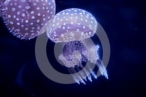 Spot Jellyfish black background underwater