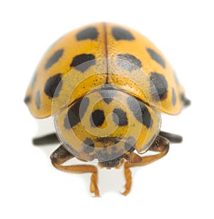 22-spot ladybird, Psyllobora vigintiduopunctata isolated on white background photo