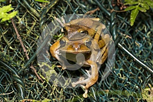 Spot-legged Tree Frog mating