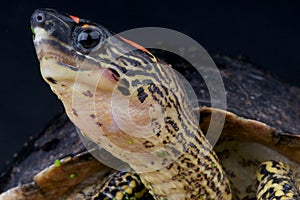 Spot-legged turtle photo