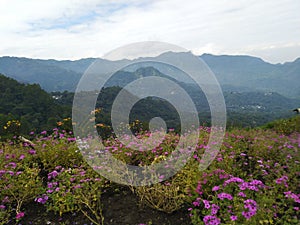Spot the Manalalu Bajawa Flower Park photo