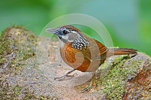 Spot-necked Babbler bird