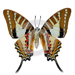 Spot Swordtail butterfly