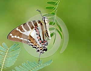 Spot swordtail on a green plant. Graphium nomius.