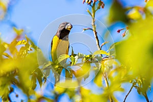 Spot-winged Grosbeak Mycerobas melanozanthos perched on a tree at Ang Khang, Chiang Mai, Thailand. A male bird in nature north t