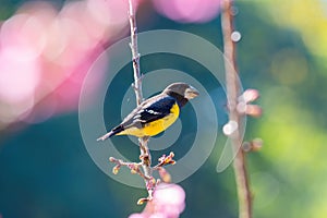 Spot-winged Grosbeak Mycerobas melanozanthos perched on a tree at Ang Khang, Chiang Mai, Thailand. A male bird in nature north t