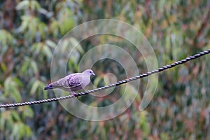 Spot winged Pigeon Patagioenas maculosa