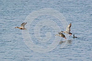 Spotbilled Duck Anas poecilorhyncha Flying over lake photo