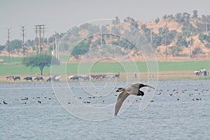 Spotbilled Duck Anas poecilorhyncha Flying over lake photo