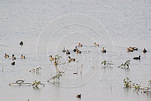 Spotbilled Ducks and Migratory Ducks