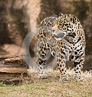 Spoted Jaguar