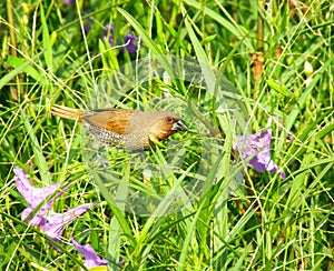 Spoted munia