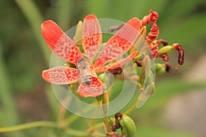 Spoted orange flower with bee in garden