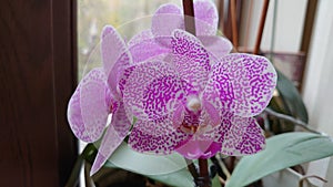 spoted white and pink orchid - exotic ornamental flower from the tropics