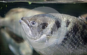 Spotfin archerfish