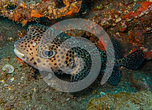 Spotfin burrfish- Canary Islands photo