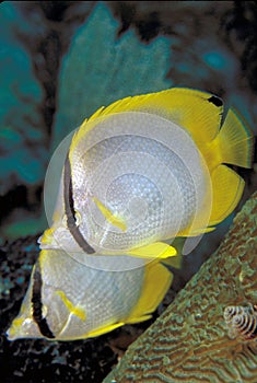 Spotfin Butterflyfish off Key Largo, Florida Keys photo