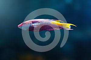 Spotfin Hogfish - Marine Fish