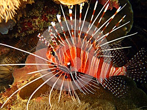 Spotfin Lionfish
