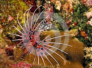 Spotfin Lionfish photo