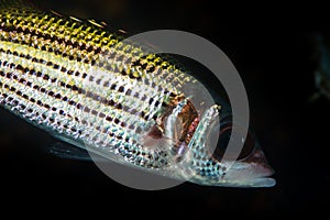 spotfin squirrelfish