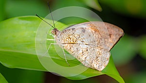 Spotless Grass Yellow, Eurema laeta