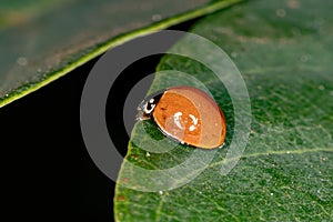 Spotless Lady Beetle photo
