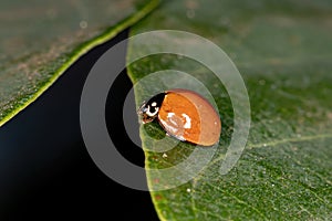 Spotless Lady Beetle photo