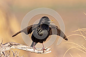 Spotless starling perched on a branch