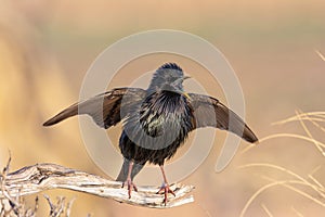 Spotless starling perched on a branch