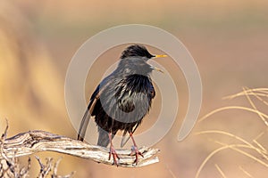 Spotless starling perched on a branch