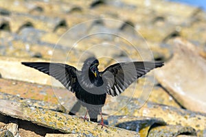 Spotless starling perched on a roof