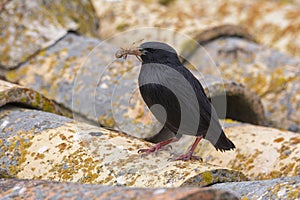 Spotless starling perched on a roof with a grasshopper in its beak