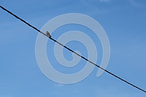 Spotless starling standing on a cable