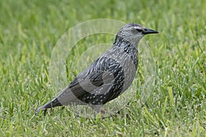 Spotless Starling Sturnus unicolor Costa BAllena Cadiz