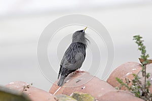 Spotless starling, Sturnus unicolor