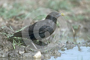 Spotless starling, Sturnus unicolor, photo