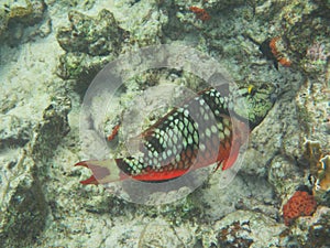 Spotlight parrotfish Sparisoma viride initial phase