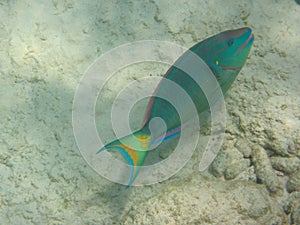 Spotlight parrotfish Sparisoma viride terminal phase