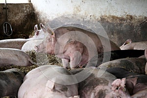 SPoto of a beautiful mighty pig sows in the barn