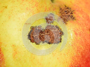 Škvrny na jablko kože. príznaky z choroba jablko chrasta spôsobené podľa huba 