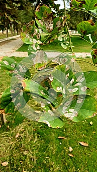 Spots on pongamia leaves.pongamia or sukh chain tree branches withe blights.