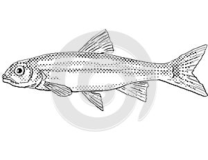 Spottail shiner or spottail minnow Notropis hudsonius Freshwater Fish Cartoon Drawing